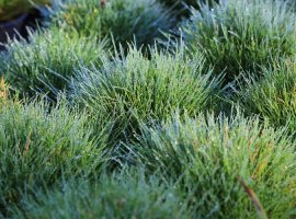 Medvjeđa vlasulja - Festuca scoparia