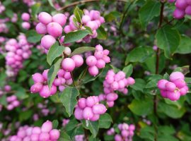 Snowberry - Symphoricarpos x doorenbosii 