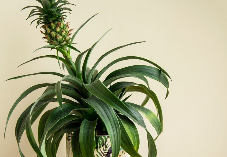 Pineapple - Ananas comosus