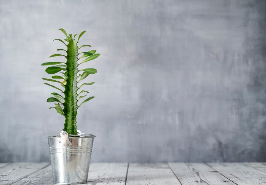 African milk tree Euphorbia trigona