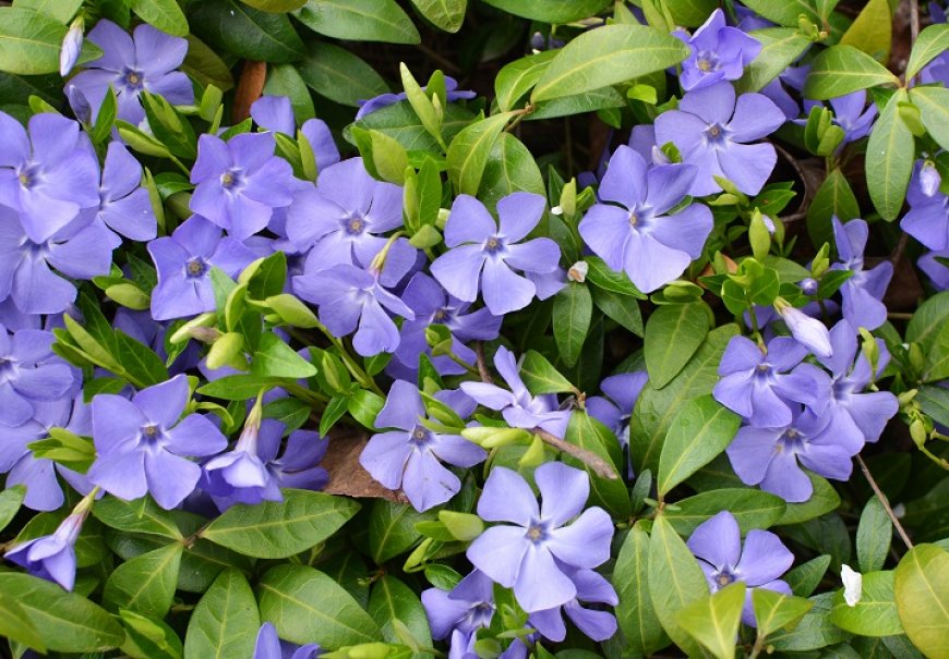 Periwinkle - Vinca sp.