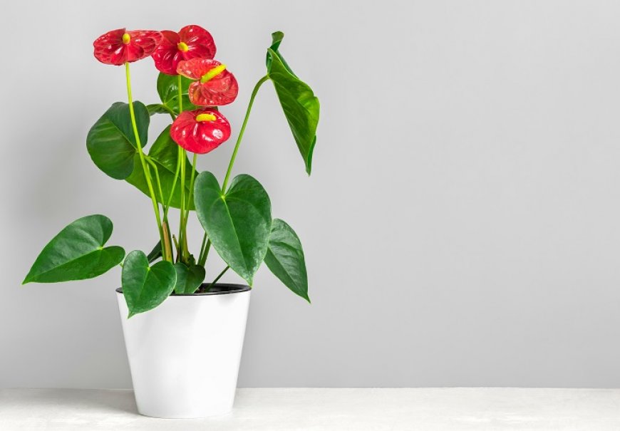 Flamingov cvijet - Anthurium x andreanum