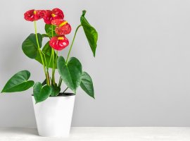 Flamingov cvijet - Anthurium x andreanum