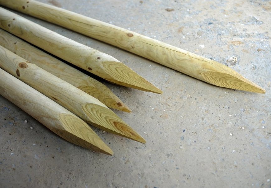 Kolci