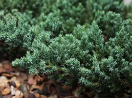 Creeping Juniper - Juniperus horizontalis 'Glauca'
