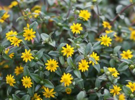 Sanvitalia - Sanvitalia procumbens