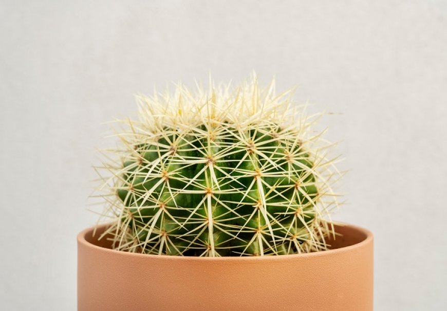 Echinocactus genus - Echinocactus sp.