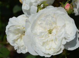 Damask rose - Rosa Damascena
