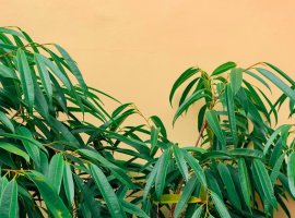 Fikus uskolisni - Ficus binnendijkii