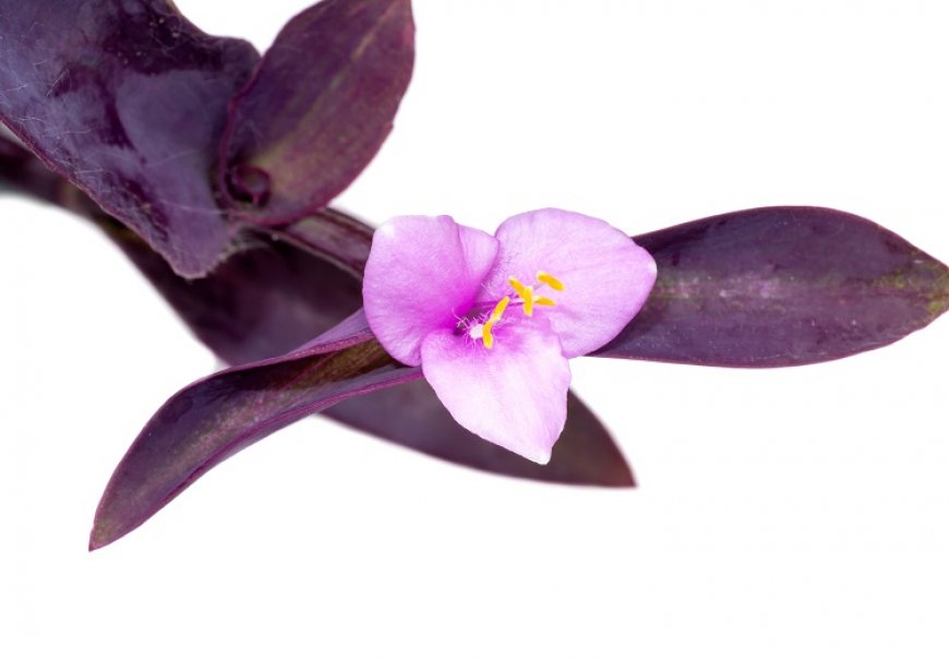 Wandering Jew - Tradescantia pallida