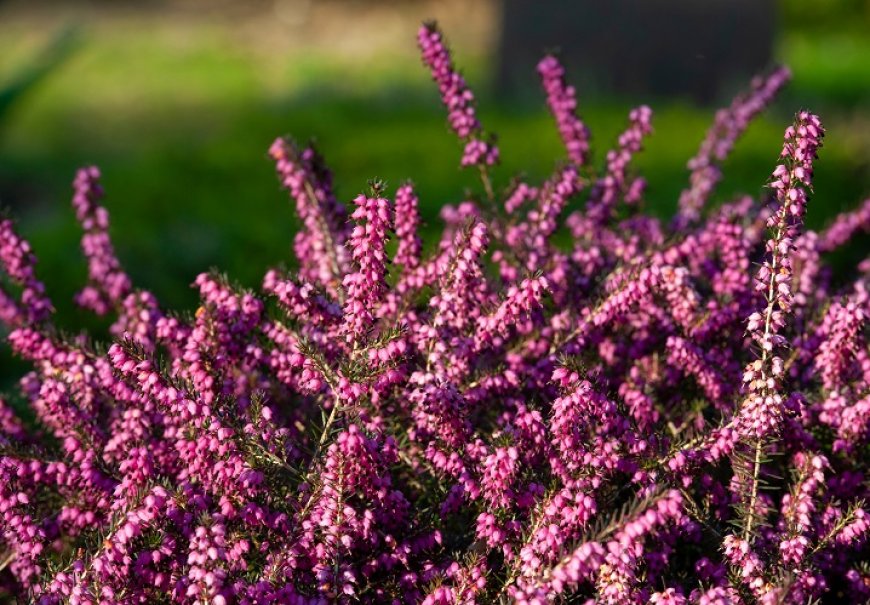 Winter Heath - Erica carnea