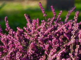 Winter Heath - Erica carnea