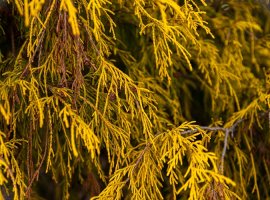 Sawara Cypress - Chamaecyparis pisifera 'Filifera aurea'