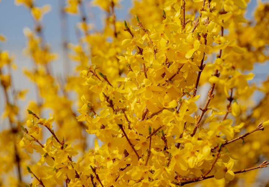 Weeping Forsythia - Forsythia suspensa