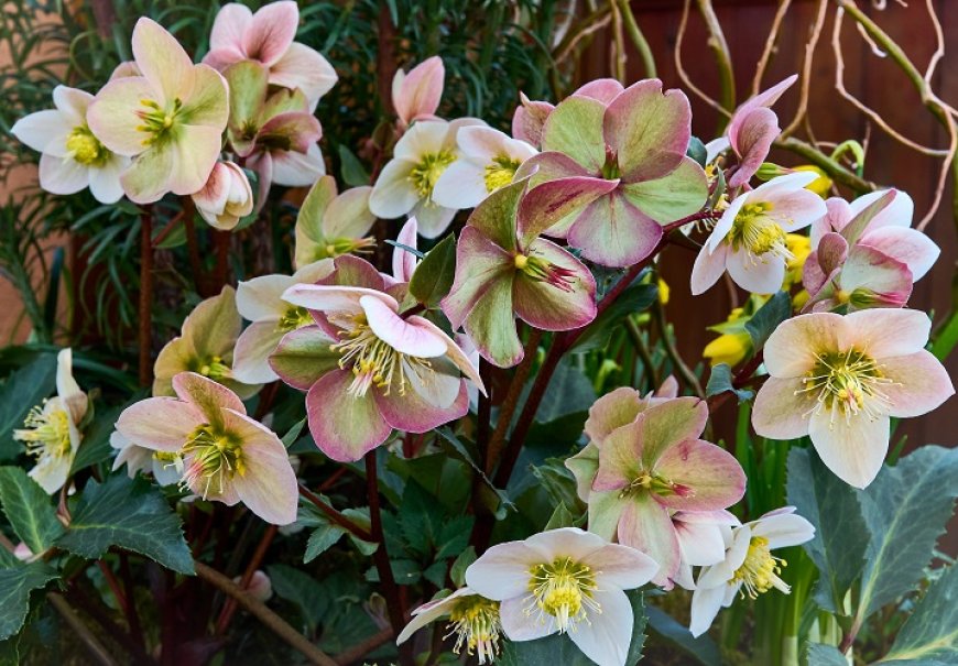 Kukurijek - Helleborus niger