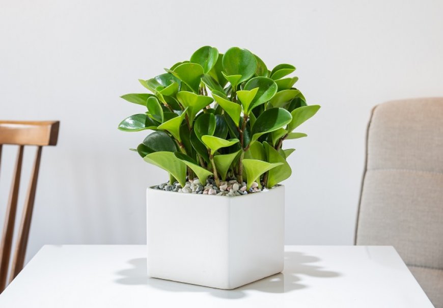 Baby Rubber Plant - Peperomia obtusifolia