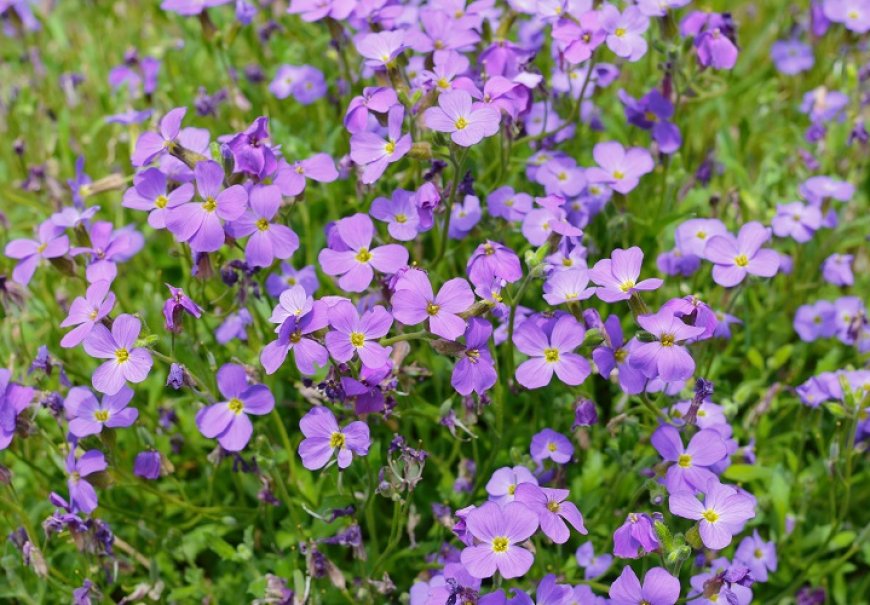 Jastučac plavi - Aubrieta deltoidea