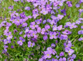 Rock cress - Aubrieta deltoidea