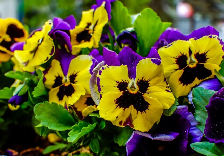Maćuhica - Viola wittrockiana