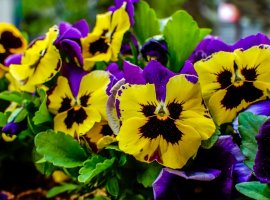 Maćuhica - Viola wittrockiana