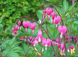 Srdašca - Dicentra spectabilis