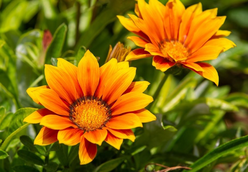 Gazanija - Gazania rigens