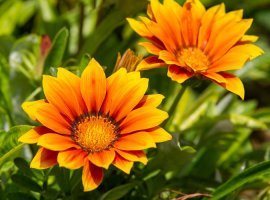 Gazania - Gazania rigens