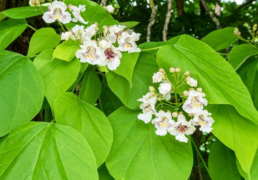 Southern Catalpa - Catalpa bignonioides