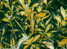 Silverthorne - Eleagnus pungens 