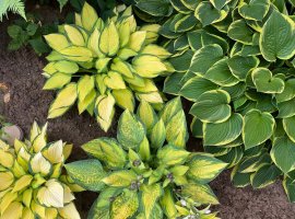 Hosta - Hosta sp.