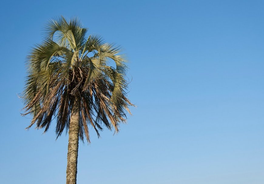 Butia - Butia yatay
