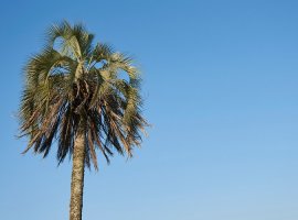 Jelly palm - Butia yatay