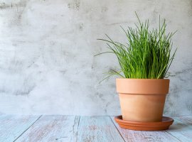 Chives - Allium schoenoprasum