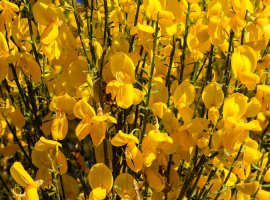 Scotch broom  - Cytisus scoparius 