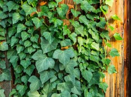 Common Ivy - Hedera helix