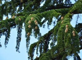 Himalayan Cedar - Cedrus deodara