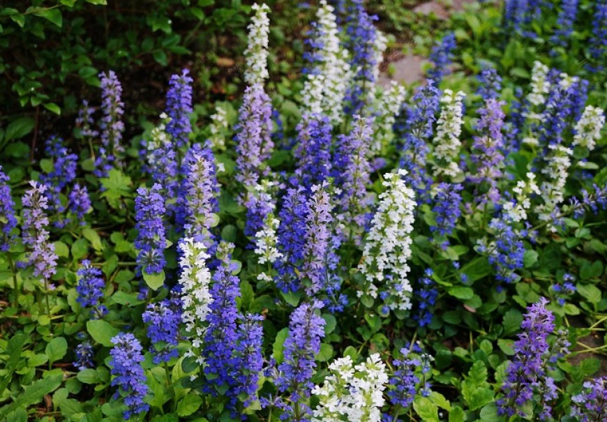 Blue Bugle - Ajuga reptans