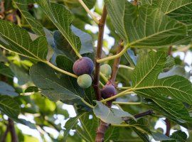 Fig - Ficus carica