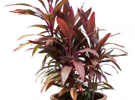 Kordilina - Cordyline fruticosa