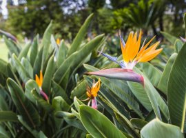 Bird of Paradise - Strelitzia reginae