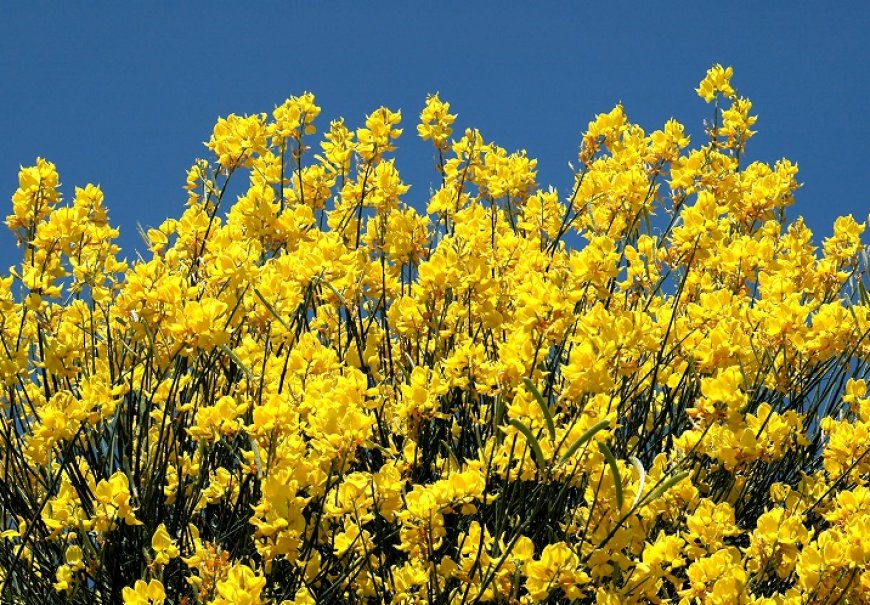 Spanish Broom - Spartium junceum 