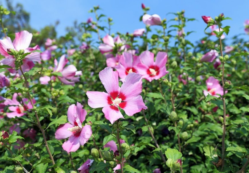 Hibiscus - Hibiscus syriacus