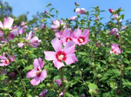 Hibiscus - Hibiscus syriacus