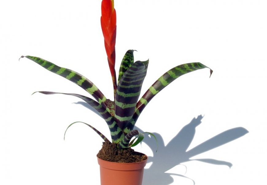 Plameni mač - Vriesea splendens