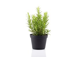 Rosemary - Rosmarinus officinalis