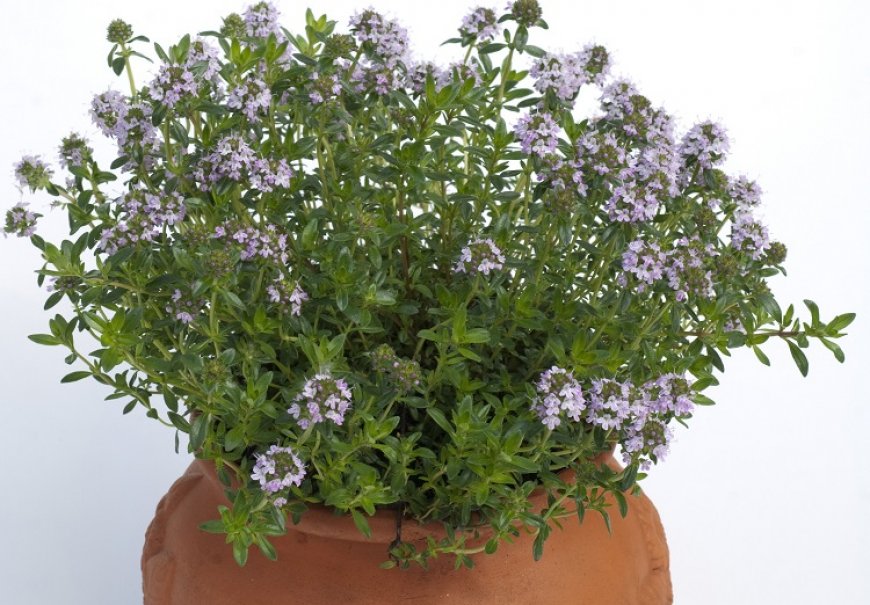 Winter Savory - Satureja montana