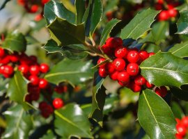 Holly - Ilex aquifolium 