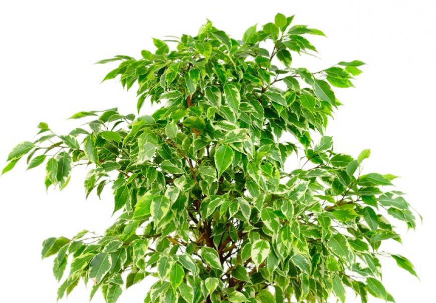 Benjamin’s Fig - Ficus benjamina 