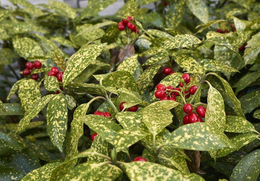 Pjegavi javor - Aucuba japonica