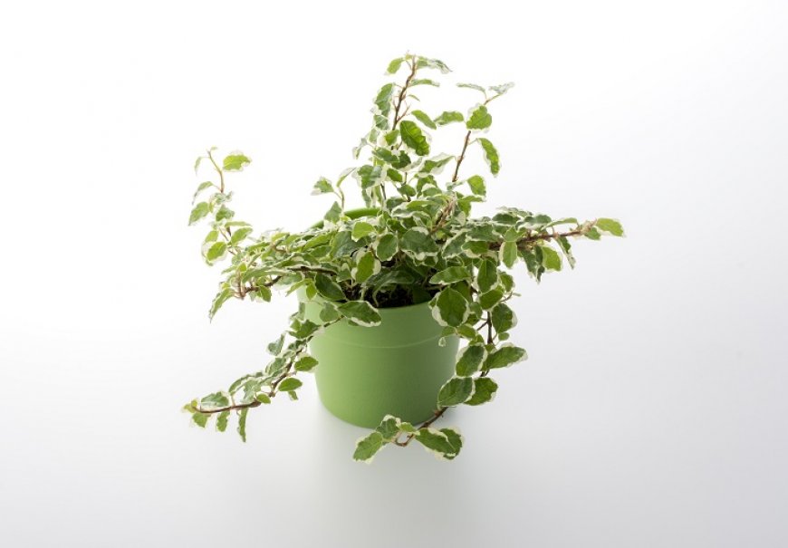 Puzavi fikus - Ficus pumila
